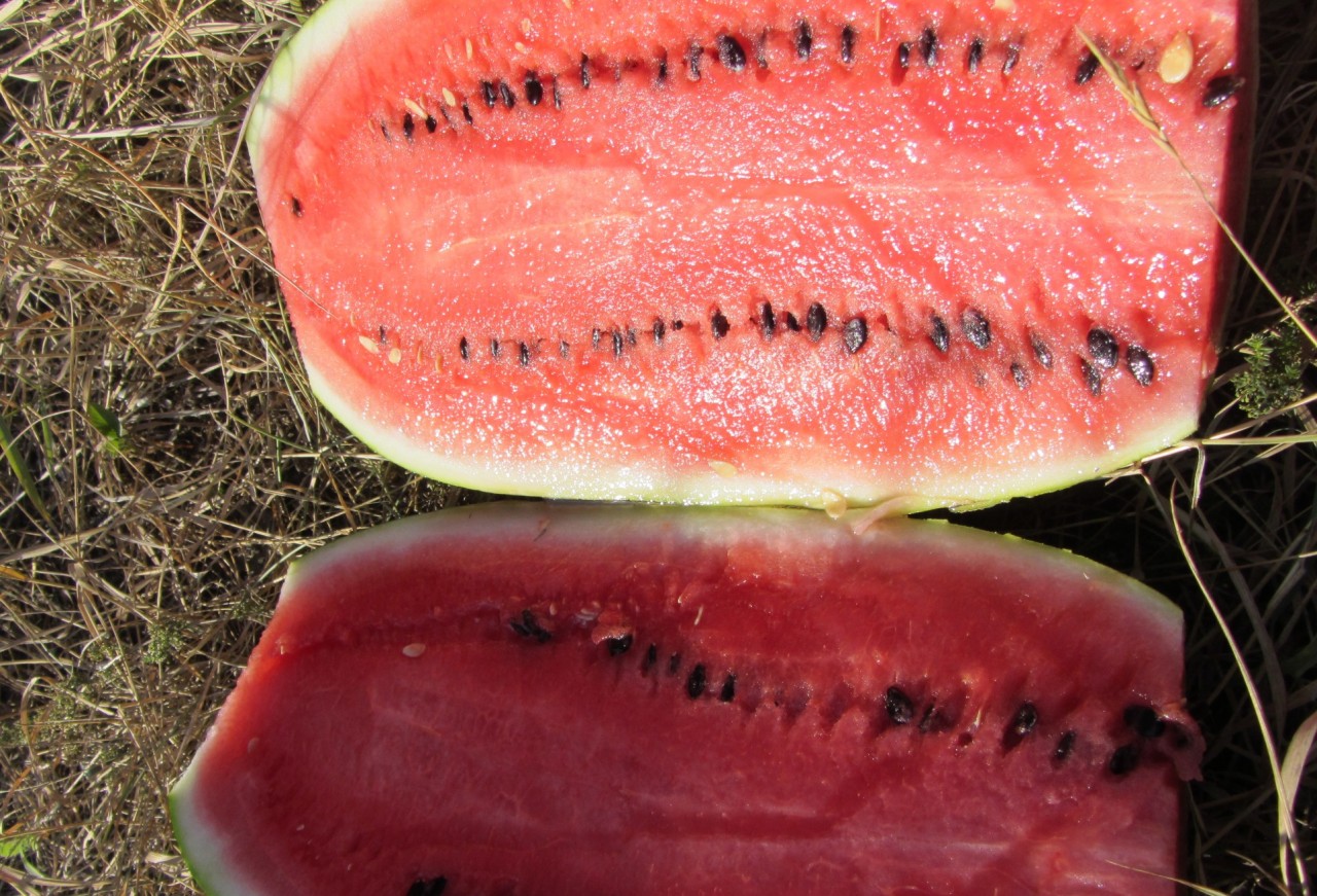 Qual o benefício do suco de melancia, Benefícios da casca da melancia, Propriedades medicinais da melancia